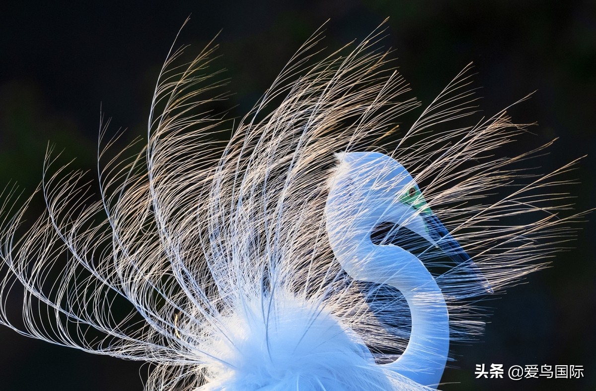 观鸟大年影片,观鸟大年在线观看