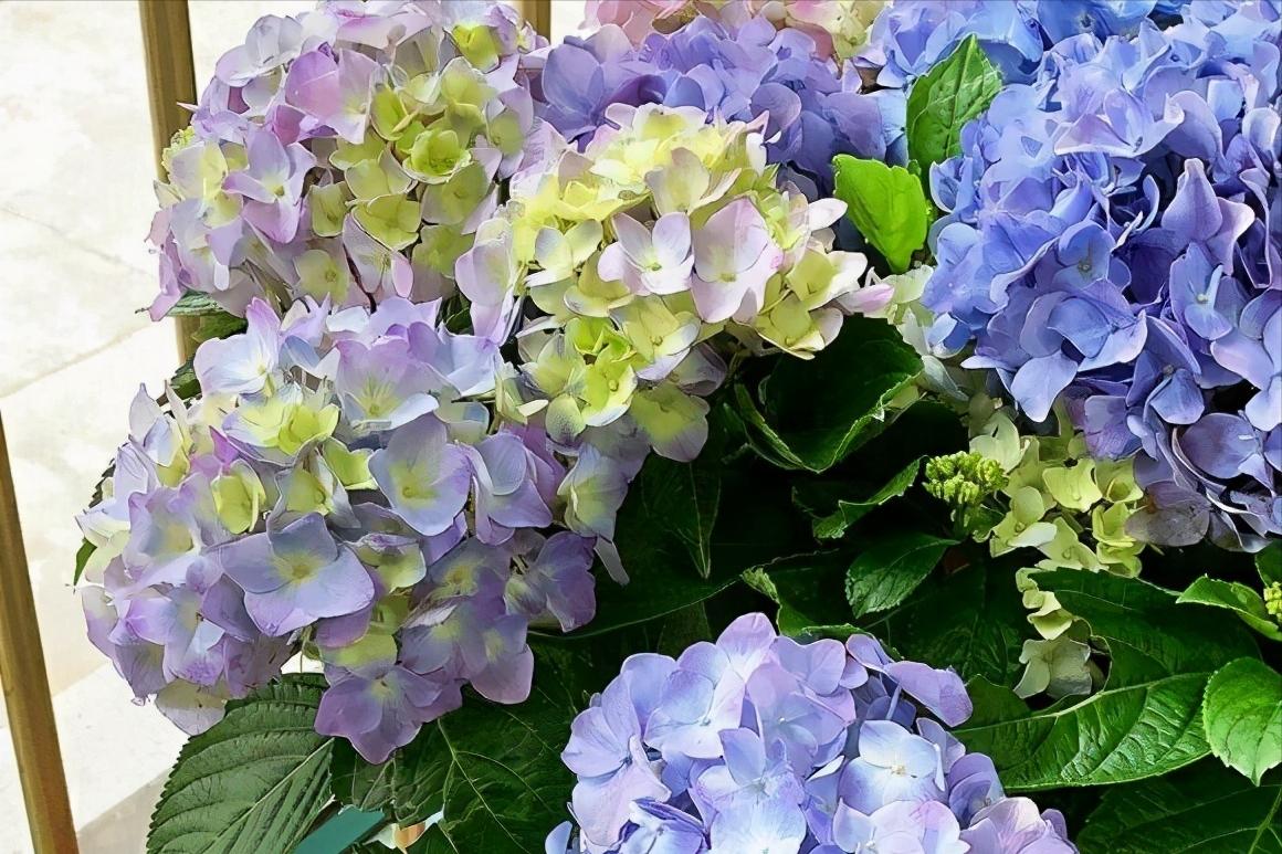 5种洋气花,什么花价格便宜又好养