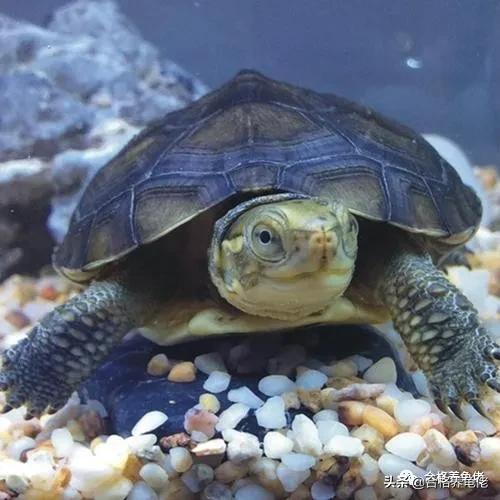 黄喉拟水龟和草龟有什么区别,黄喉拟水龟小青龟