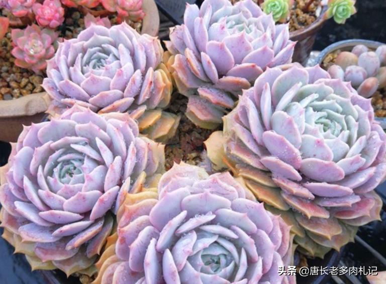 露娜莲多肉怎么出颜色,多肉露娜莲的养护方法