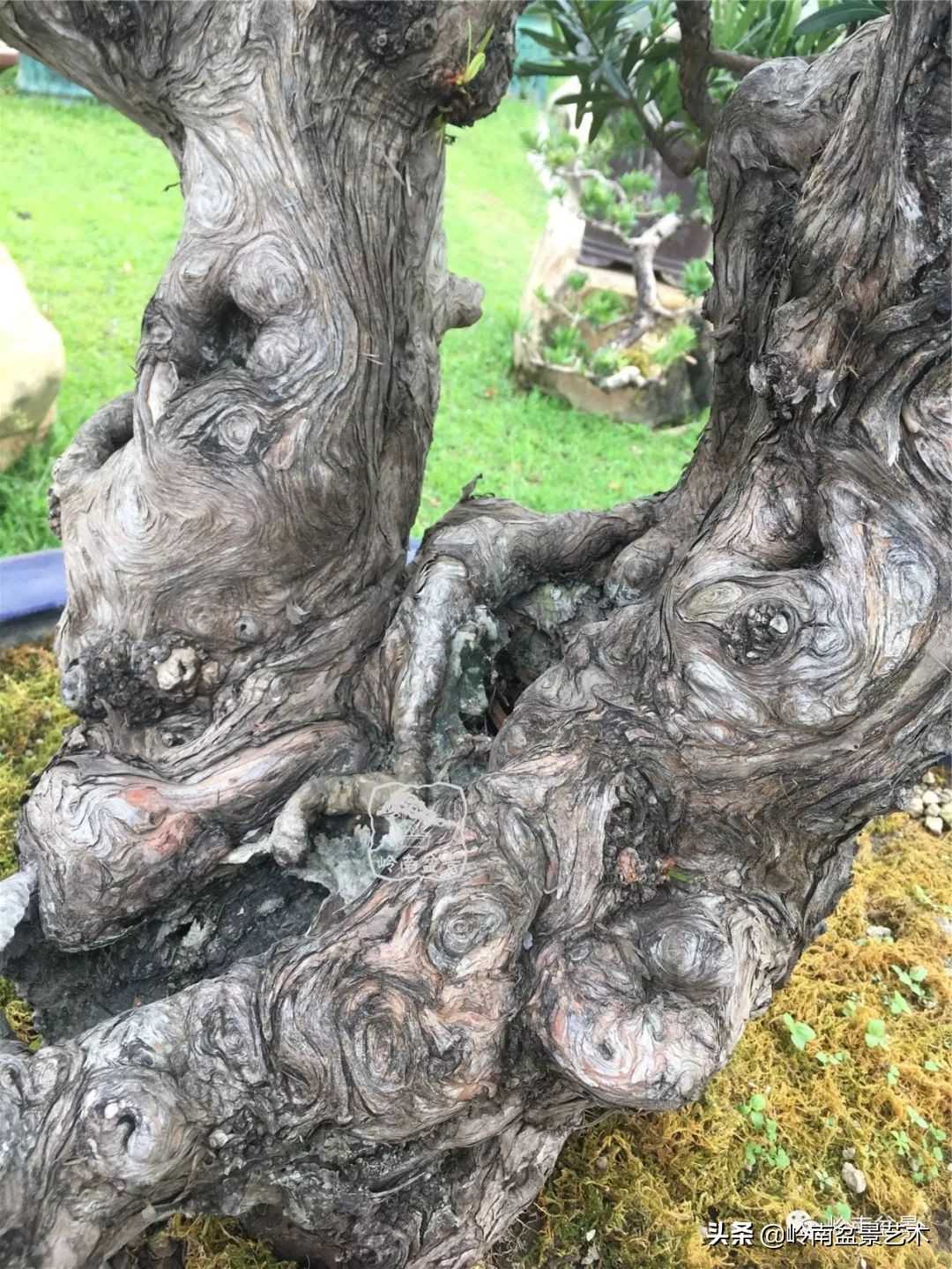 旺财罗汉松,罗汉松招财还是挡煞