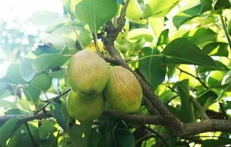 *疆新**瓜果地图？开吃