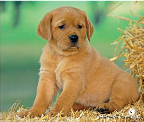 英语分级绘本导读4:Thebabyanimals英语启蒙绕不开的小动物