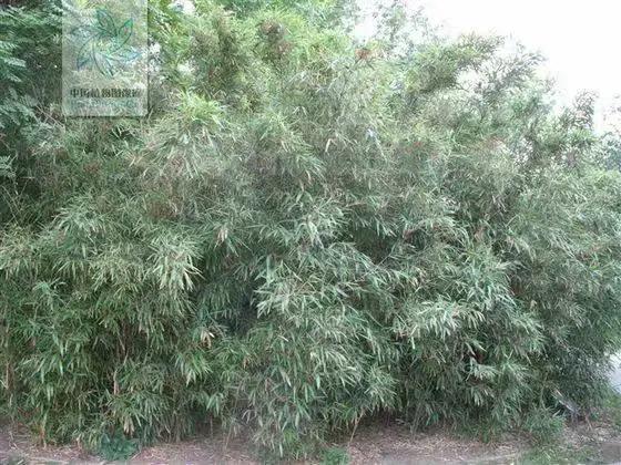 竹子开花，百年难遇的奇闻怪事，生命的最后绽放