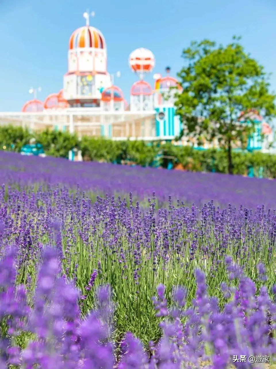又到了薰衣草盛开的季节,上海市薰衣草花海