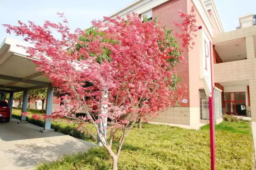 师大每个校区师资力量一样吗,师大附小都有什么班型