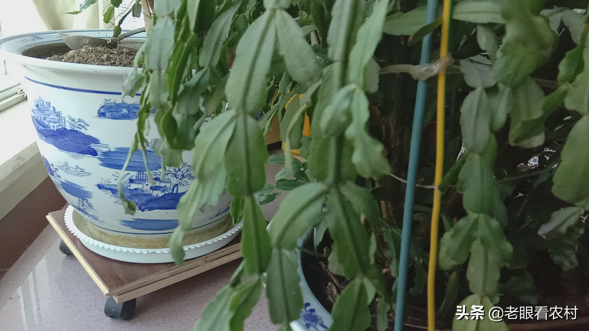 蟹爪兰仙人指的养殖方法,蟹爪兰花卉怎样养护