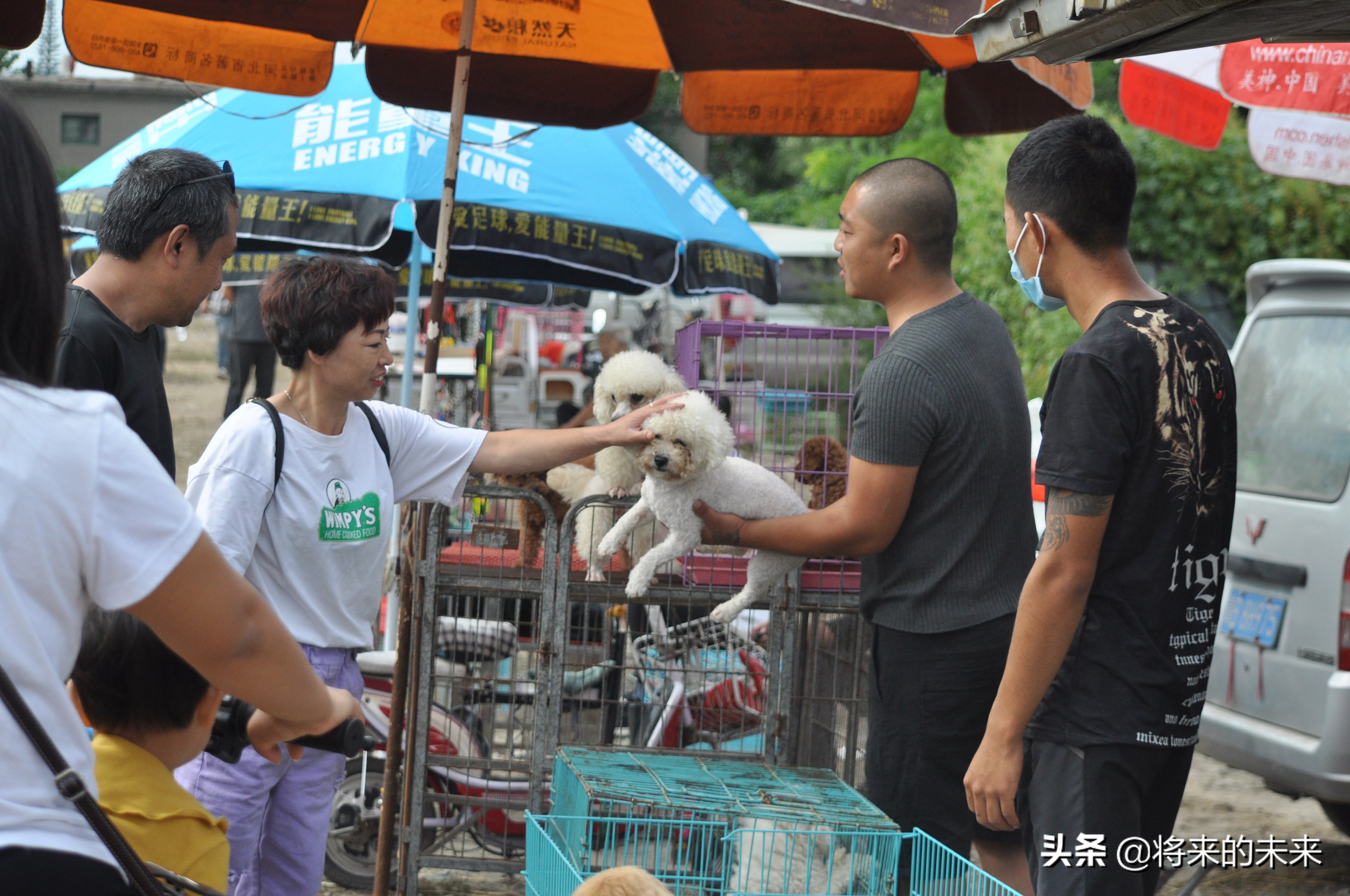 宠物市场买到假狗,去宠物市场淘狗多少钱