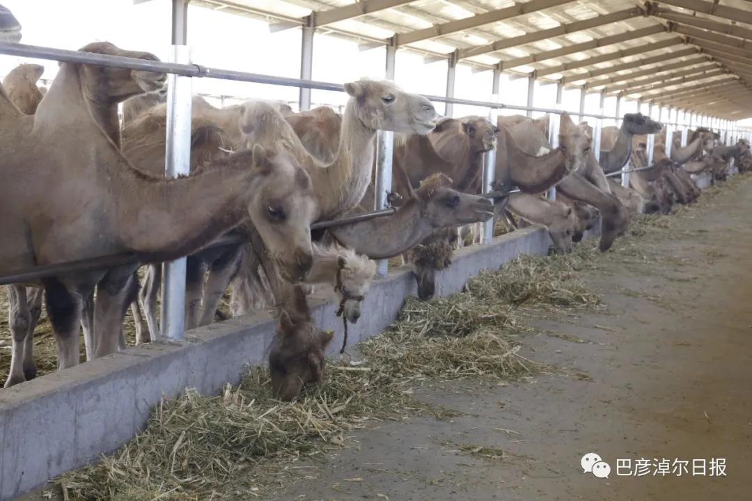 戈壁红驼，乌拉特草原上的珍珠