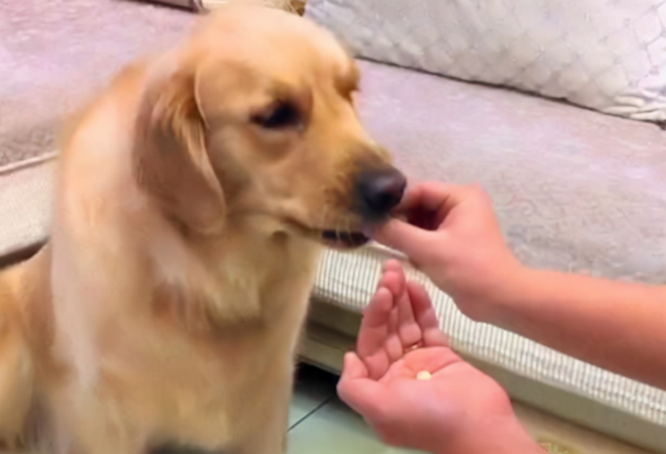 狗狗身上的寄生虫怎么去除狗狗体内外驱虫都要做吗