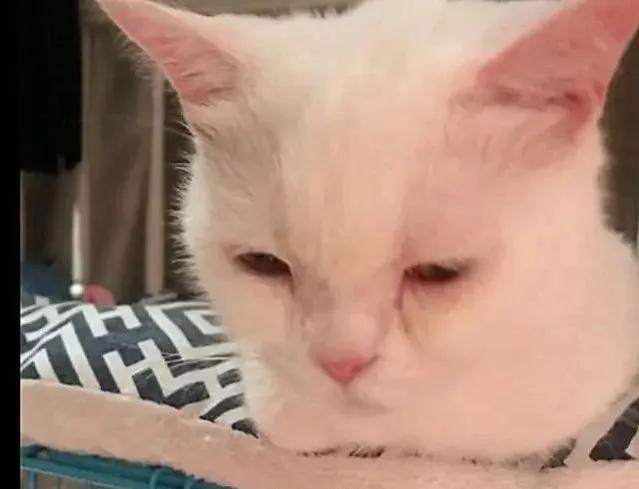 猫咪绝育引起肾衰竭死了,猫咪绝育后心脏病死亡