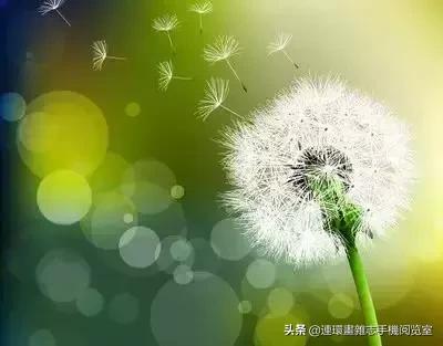 各种花的花语文案,花的花语100种