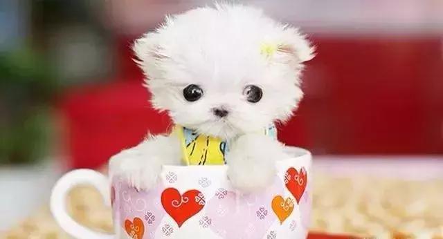 世界十大不寻常宠物,全球最稀有的宠物