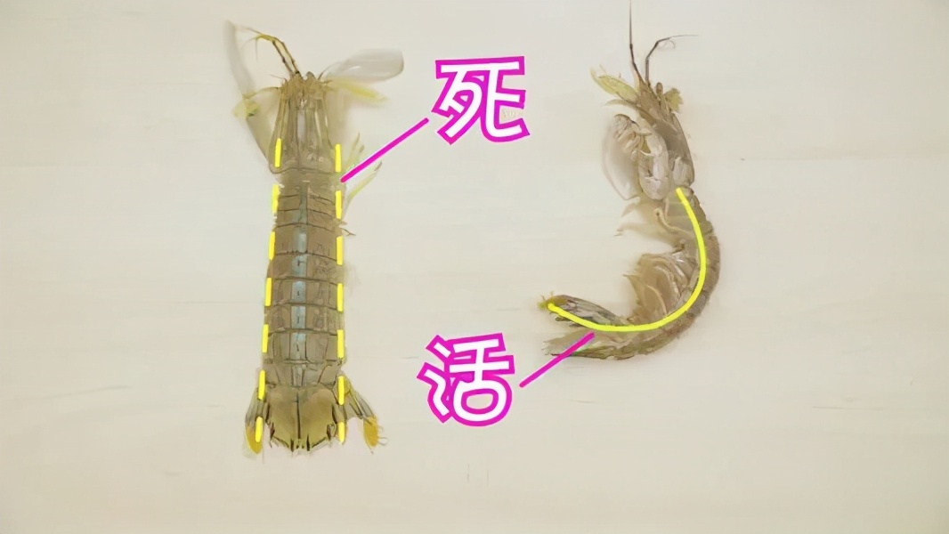 菜市场这4种虾千万不要买,在超市买活虾能不能挑