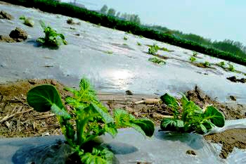 马铃薯地膜早熟栽培技术,种植马铃薯盖地膜有什么好处