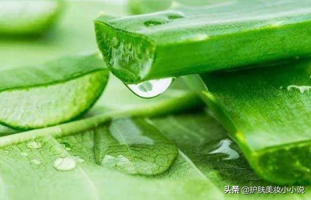 ​芦荟胶五大实用功能大公开，平价且多用，难怪是宝藏型护肤品！