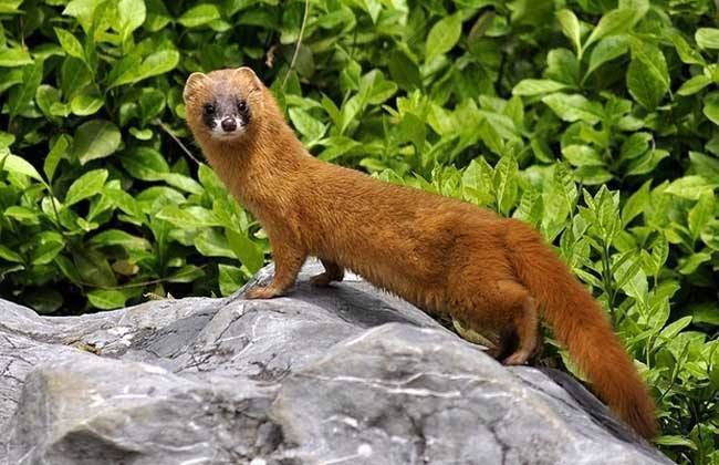 大白天遇到黄鼠狼有什么说法,看见黄鼠狼会有什么事发生