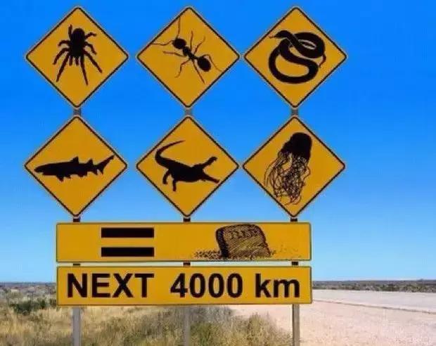 袋鼠和人打架视频,袋鼠为什么喜欢和狗狗打架