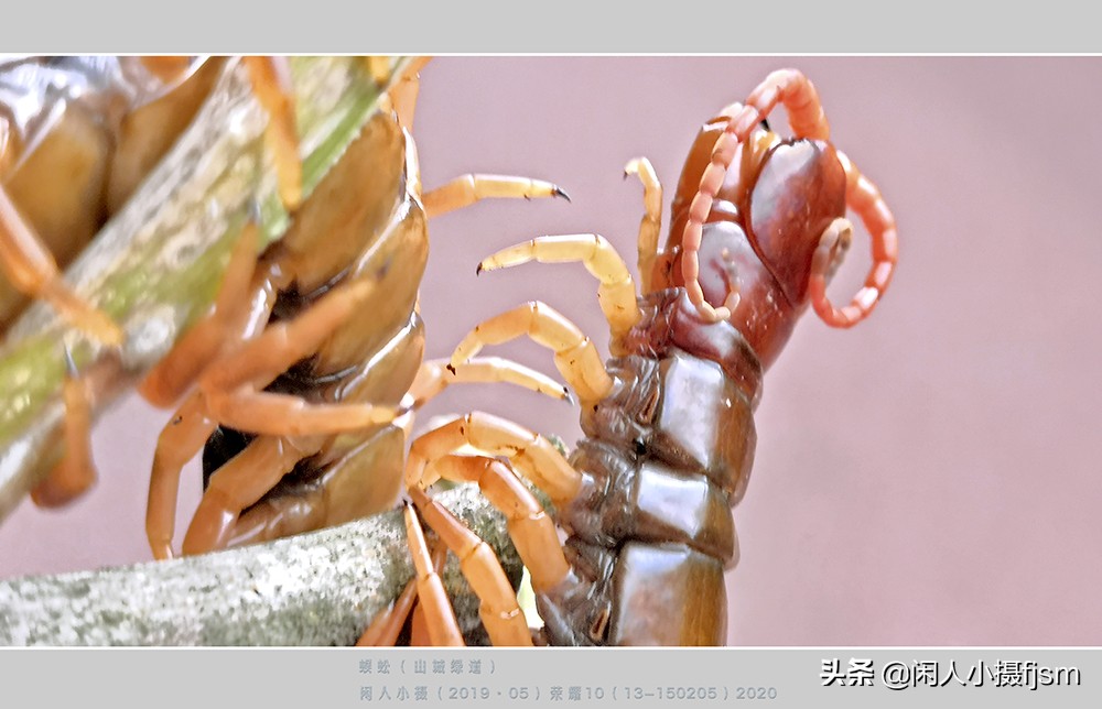 蜈蚣以毒攻毒的原理,蜈蚣的毒素到底有多强