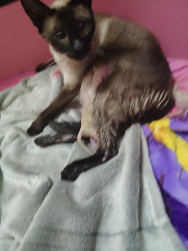 干货分享猫咪怀孕及生产护理攻略,写我第一次养猫的作文