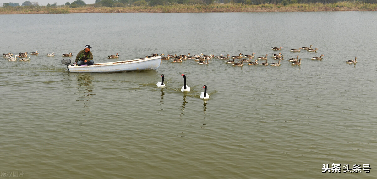 回顾东方白鹳迁徙路上的生存困境,东方白鹳在哪里栖息