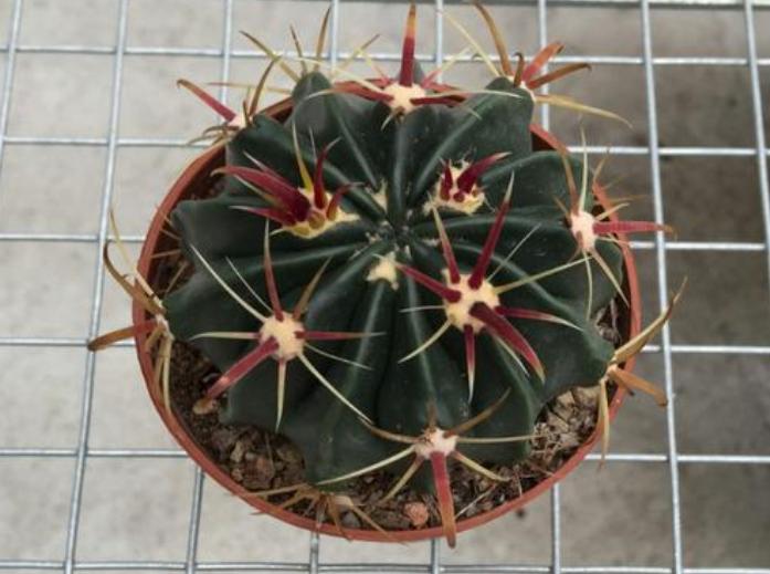 种巨型仙人球,8种仙人球