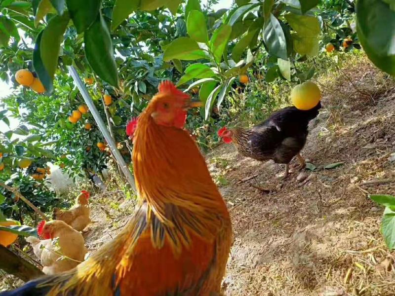 赣南脐橙订购现状,目前赣南脐橙采购价格查询