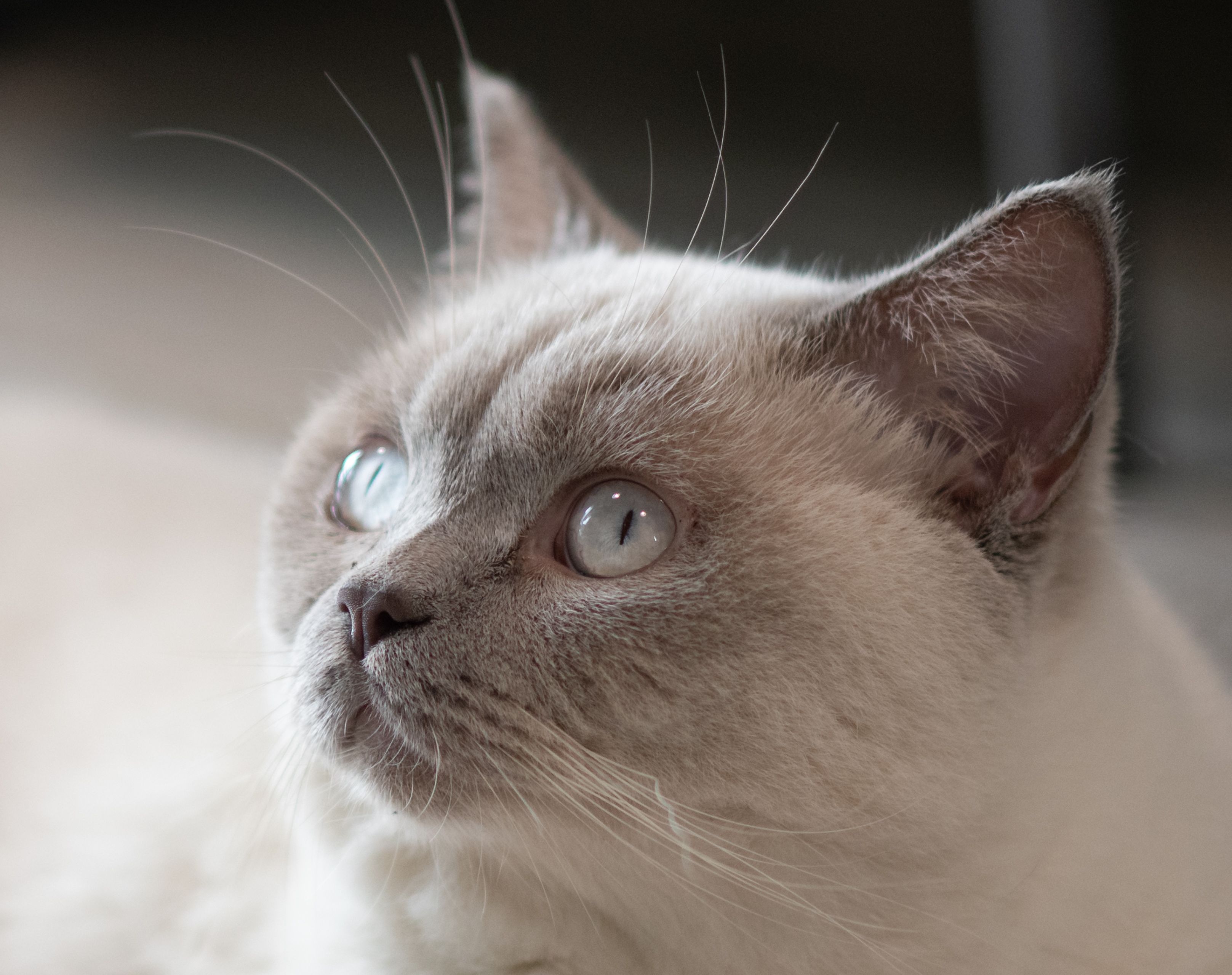 2020入门相机,2020年的相机图片