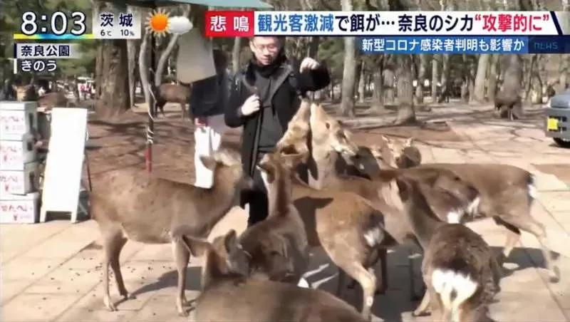 因疫情影响旅游,受疫情影响的日本旅游业