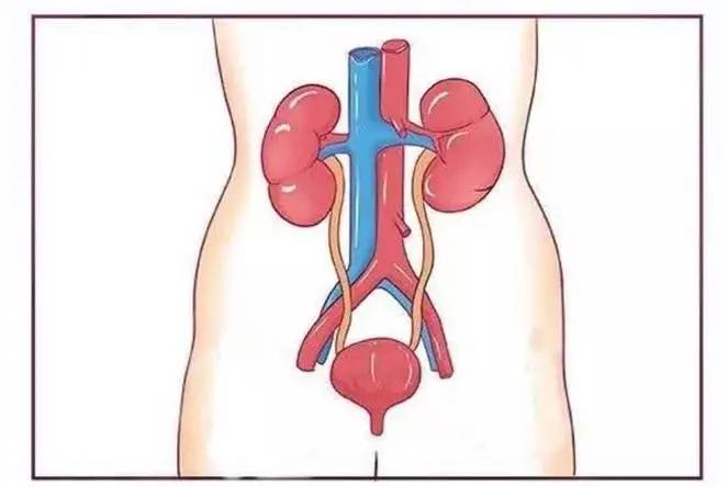 泌尿系反复感染与妇科有关吗,老年泌尿系感染老不好怎么办