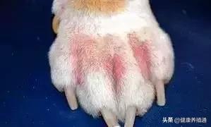 犬病综合预防方案,如何能预防与治疗宠物狗皮肤病