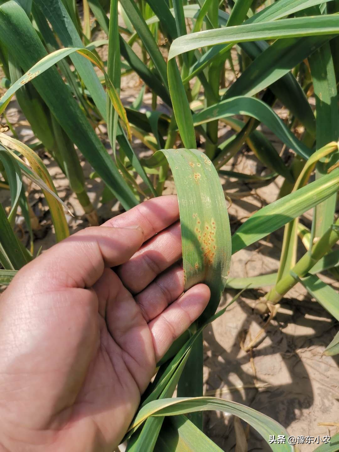 大蒜锈病的防治时间和方法大家知道吗？老蒜农分享自己的管理经验
