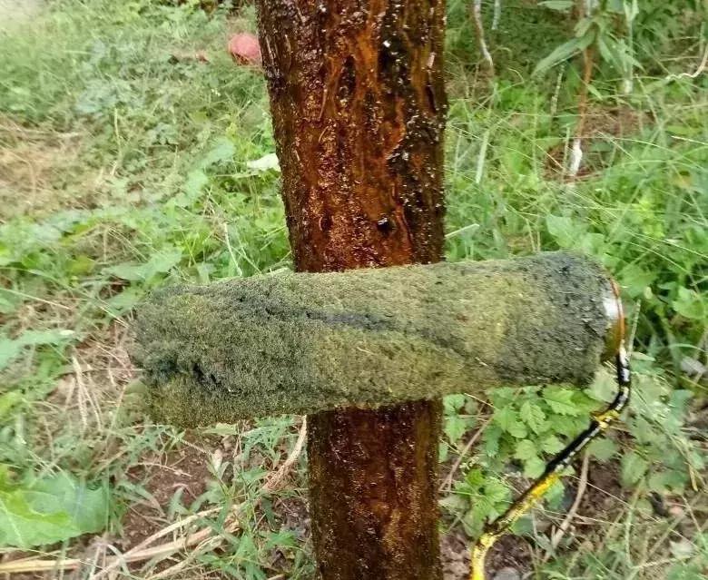 石硫合剂涂抹伤口,果树用石硫合剂