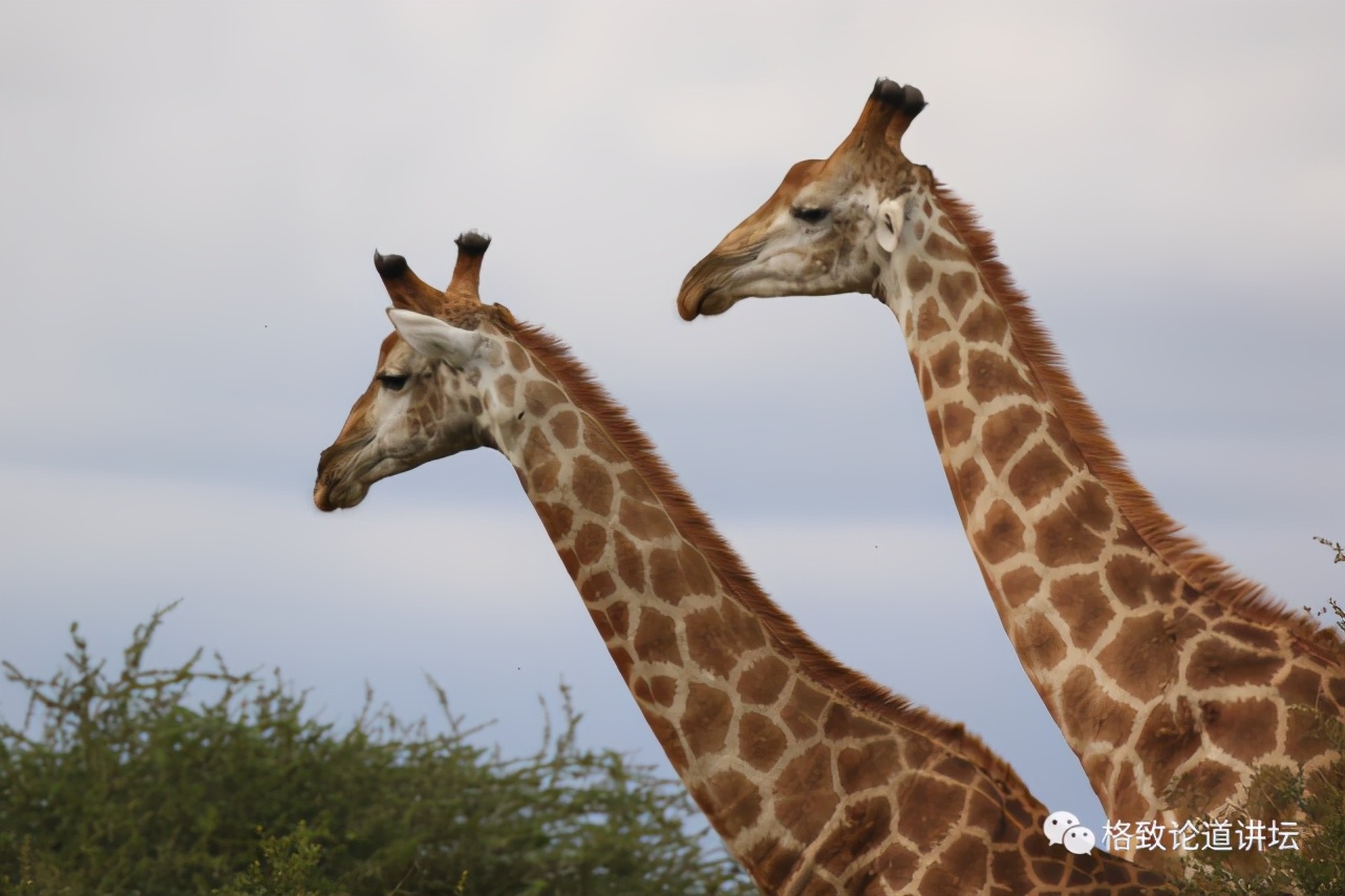 被称为“非洲最强挖掘机”的它，挖洞速度比6个人还快