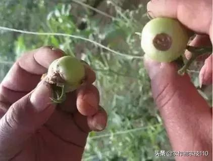 怎样预防番茄重茬,秋季阴雨天番茄病害预防