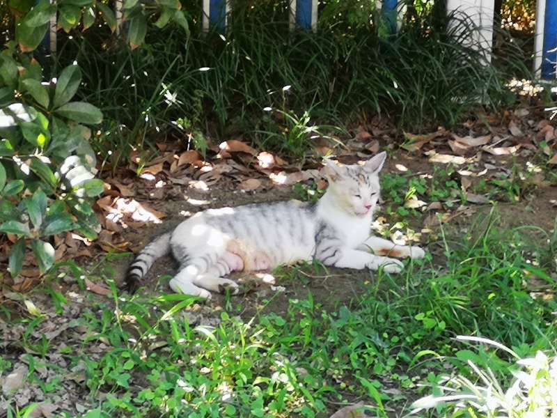 关河令周邦彦朗读,关河令词牌格律