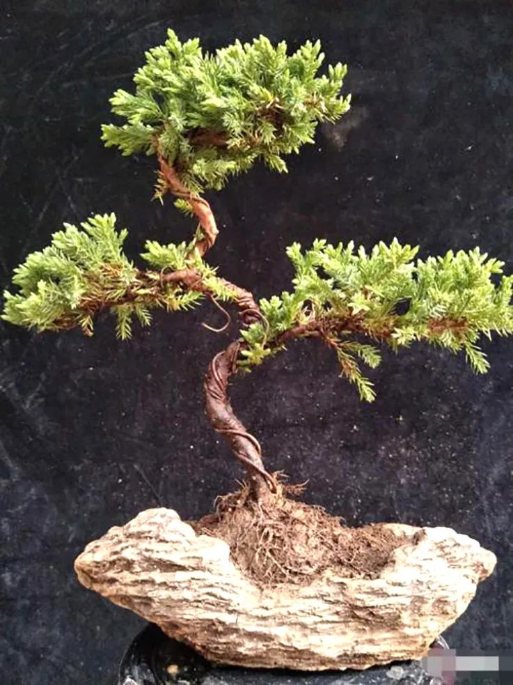 盆景地柏叶片怎么造型,造型盆景怎么养护