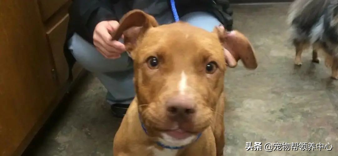 狗狗脑袋上长脓包是什么病,狗狗犬瘟头肿