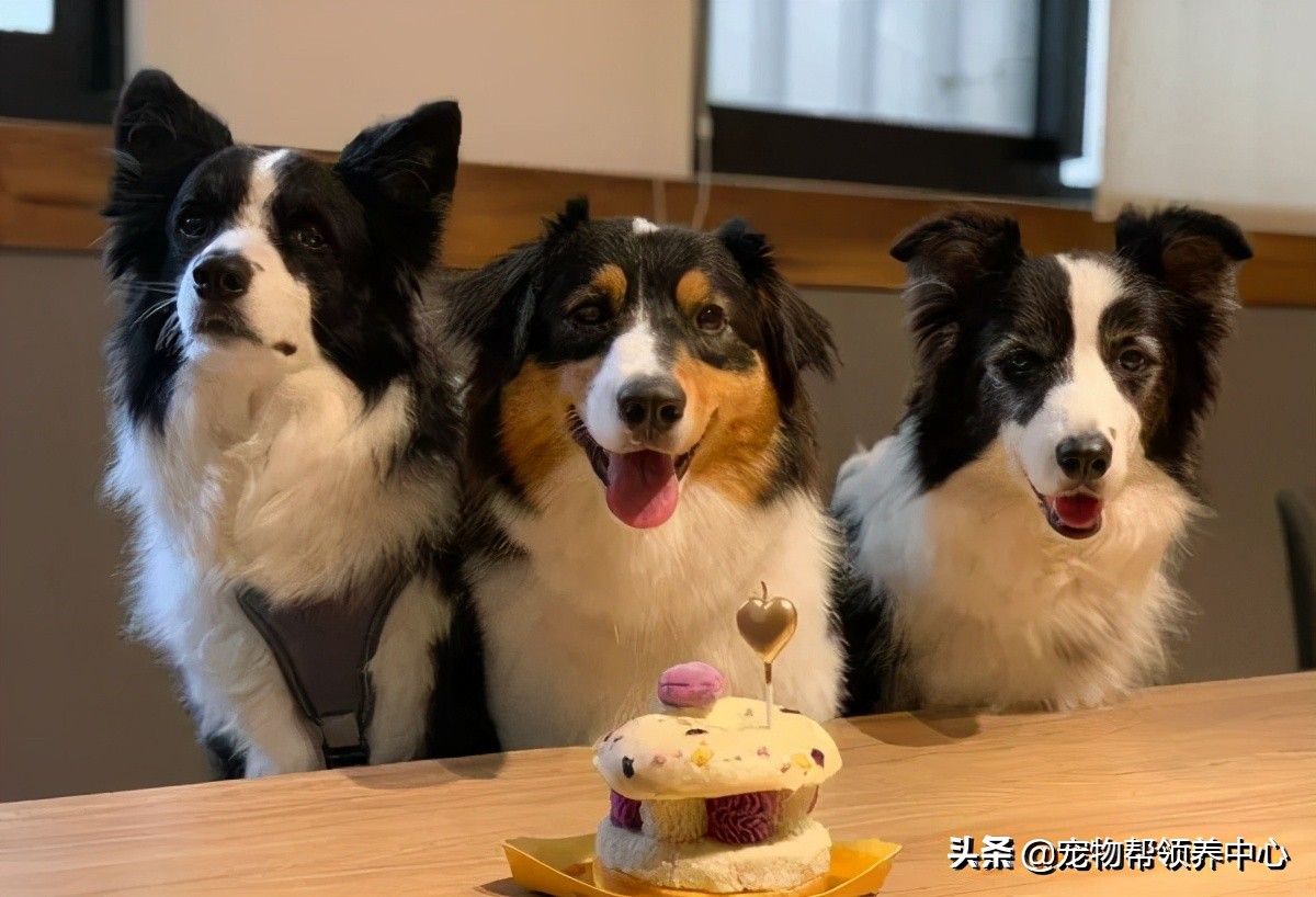 在外超幸福澳牧到家竟成了“废狗”，网友：“喝多了吧？”