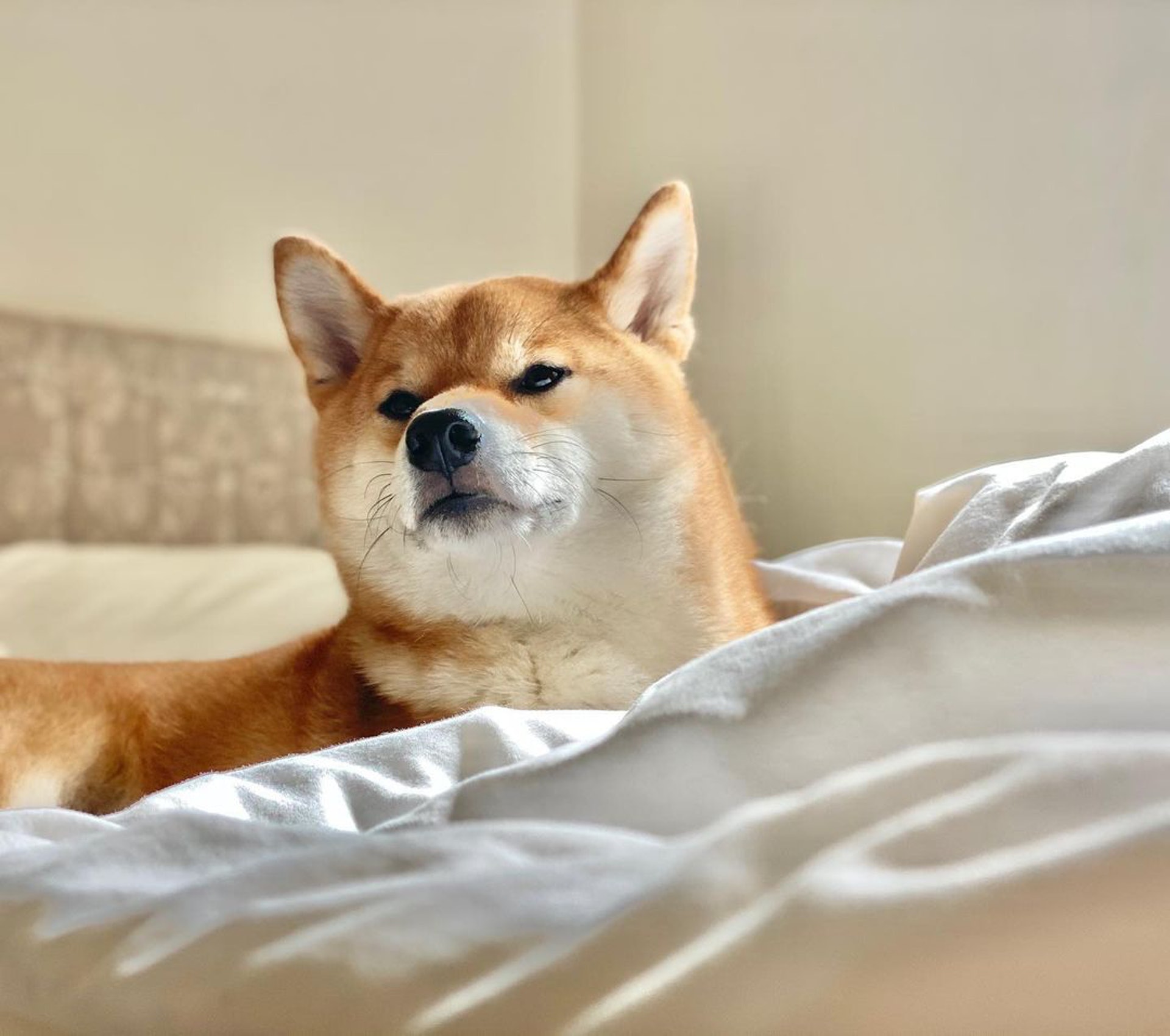 胆小柴犬遇神秘东西秒被吓跑　吓到脸歪、弹起反应笑翻网民