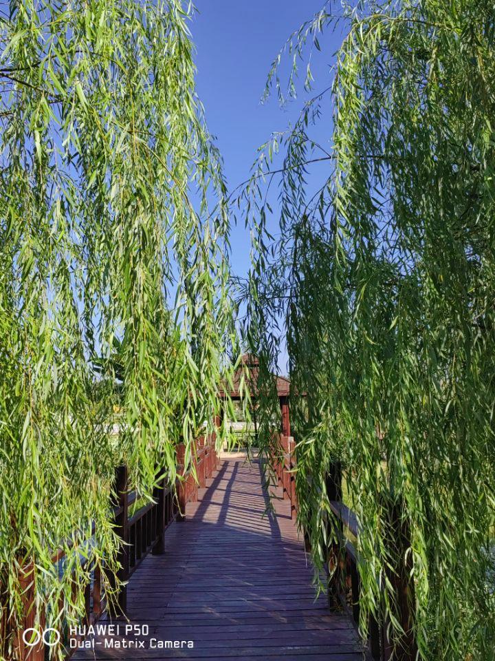 华为p50pro鸿蒙版评测,华为p50深度评测视频