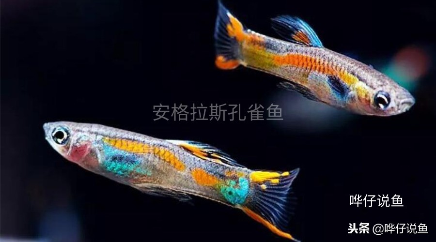 养观赏鱼怕什么虫子咬死,观赏鱼养鱼知识必备大全