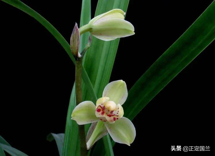 为什么兰花被称为国兰,为什么兰花又叫国兰