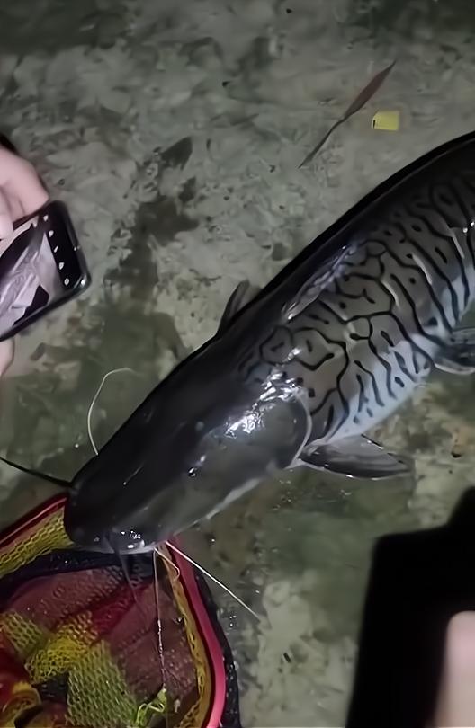 广东渔民捕获的怪鱼,广东淡水的怪鱼