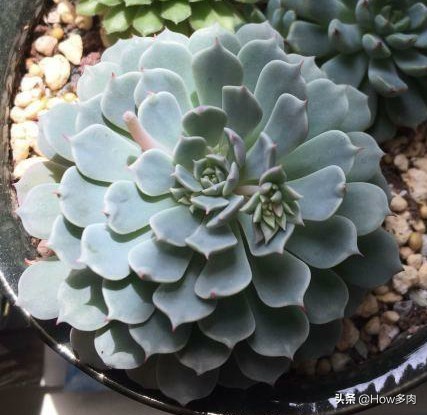 风车多肉植物,纸风车多肉植物