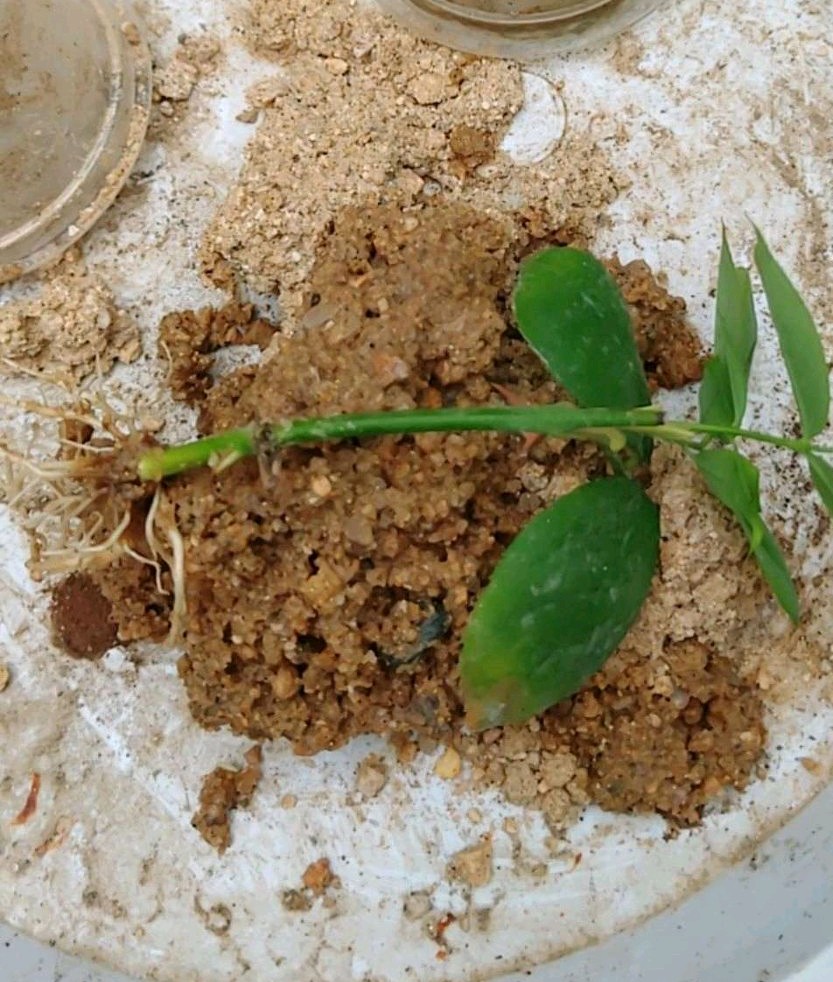 配土要选择哪些材料呢,配土介质