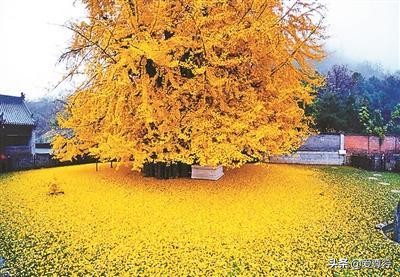 中国五大银杏大道,中国五大银杏基地排名