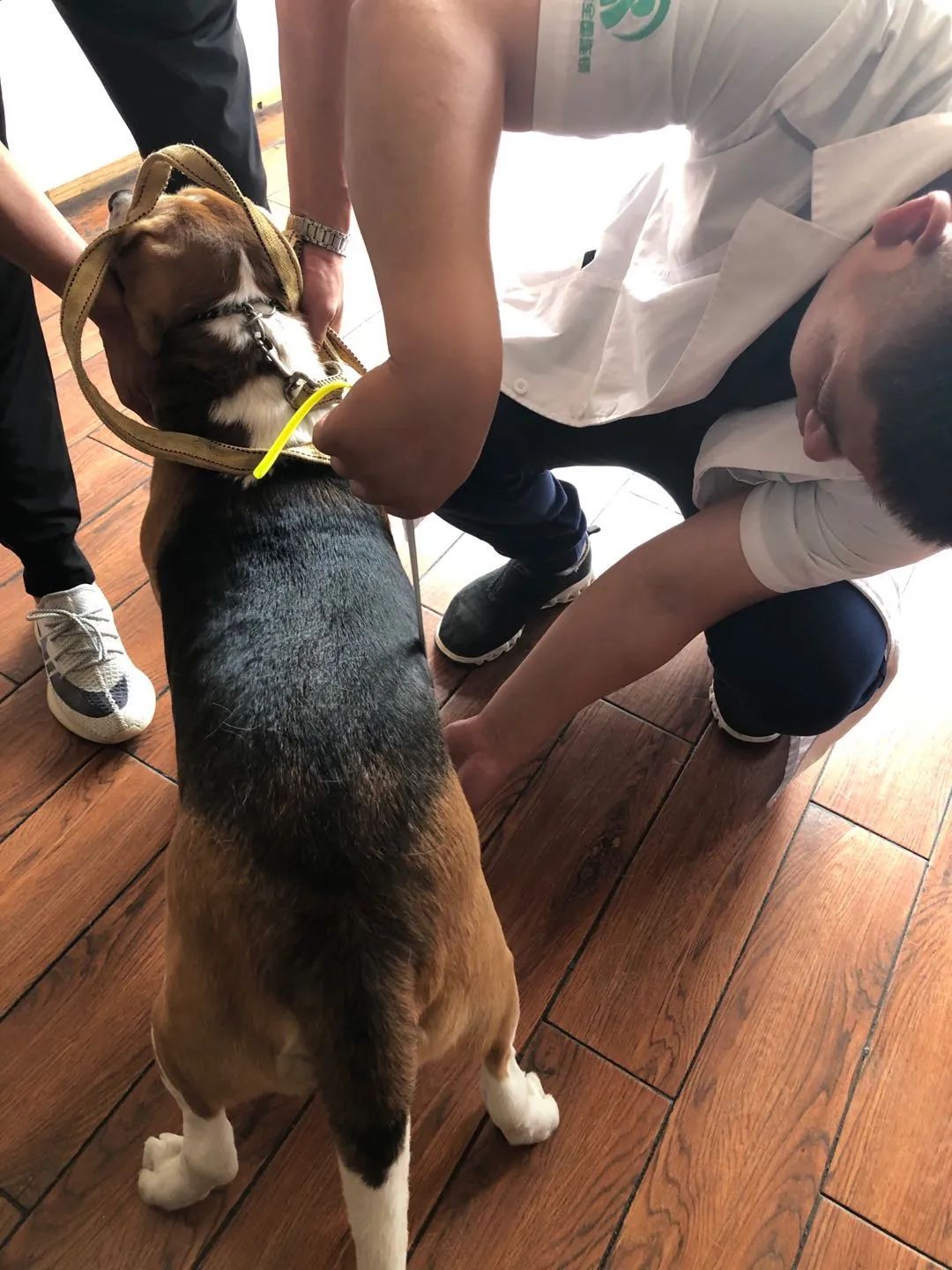 犬加强免疫注意事项,犬只免疫费用