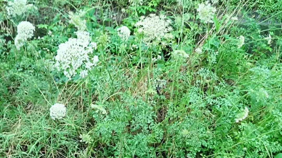 夫妻俩吃剩菜住进icu,夫妻吃小龙虾进icu