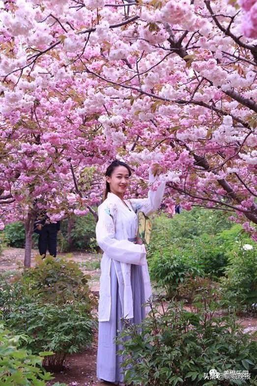 金匮公园看樱花游玩攻略,聊城姜堤乐园樱花什么时候开